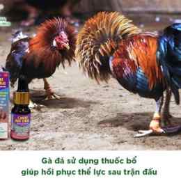 thuốc gà đá bảo sting