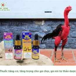 thuốc gà đá mạnh nhất hiện nay