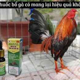 thuốc gà đá thomo