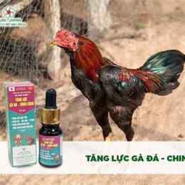 thuoc nuoi ga da
