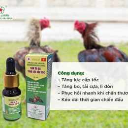 thuốc tăng bo gà đá cựa sắt