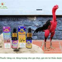 thuốc tăng cơ cho gà đá