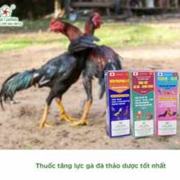 thuoc tang luc ga da