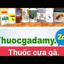 thuốc tha cựa gà đá
