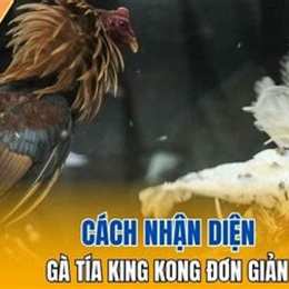 tía cảm nhận và gà thái đá