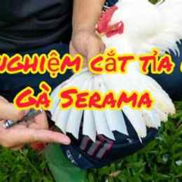 tỉa lông gà đá