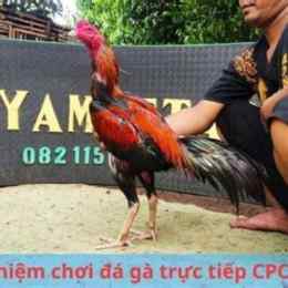 tiếp đá gà một bài