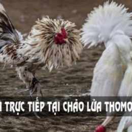 tiếp đá gà trên thomo