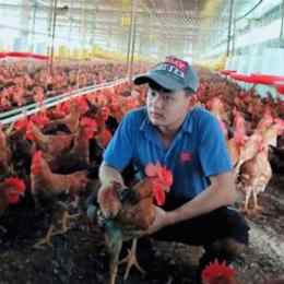 tìm việc làm nuôi gà đá