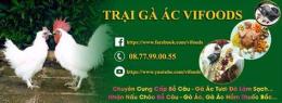 tính năng nổi bật bán gà ác tại đà nẵng