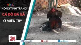tính năng nổi bật bắt cá độ đá gà