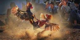 tính năng nổi bật bet đá gà