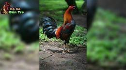 tính năng nổi bật bí kíp nuôi gà đá