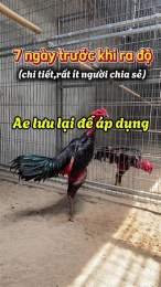 tính năng nổi bật bịt mỏ gà đá