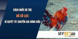 tính năng nổi bật cách chăm sóc gà tre đá