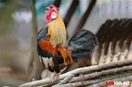 tính năng nổi bật cach chon ga tre da hay