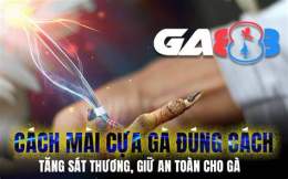 tính năng nổi bật cách mài cựa gà đá