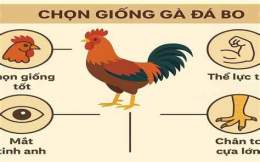tính năng nổi bật cach nuoi ga da bo lon