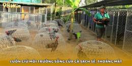 tính năng nổi bật cách nuôi gà đá cựa sắt bo lớn