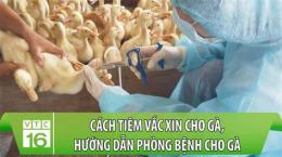 tính năng nổi bật cách tiêm dưới da cho gà