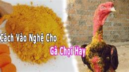 tính năng nổi bật cách trị tang cho gà đá