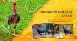 tính năng nổi bật cần tuyển người nuôi gà đá