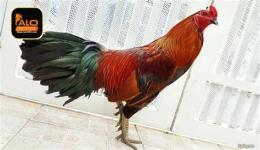 tính năng nổi bật canh xem vay ga da