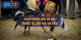 tính năng nổi bật chăm sóc gà đá