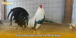 tính năng nổi bật chế độ nuôi gà đá cựa