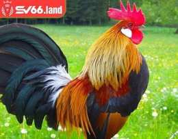 tính năng nổi bật chợ tốt, gà đá an giang