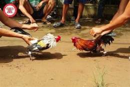 tính năng nổi bật chơi đá gà có bị phạt không