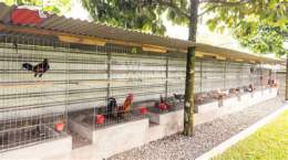 tính năng nổi bật chuong nuoi ga da
