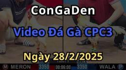 tính năng nổi bật clip đá gà đòn hay