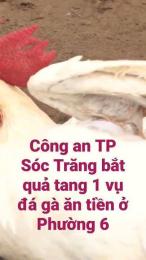 tính năng nổi bật công an sóc trăng bắt đá gà