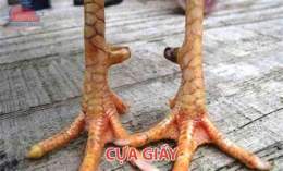 tính năng nổi bật cựa gà đá là gì