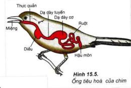 tính năng nổi bật dạ dày tuyến và dạ dày cơ ở gà