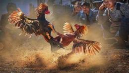 tính năng nổi bật đá gà 179 nét