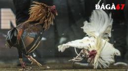 tính năng nổi bật đá gà 67 daga67 blog