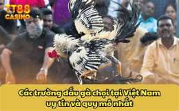 tính năng nổi bật đá gà 6/7 trận 28