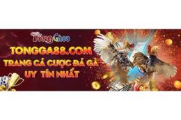 tính năng nổi bật đá gà 88 hôm qua