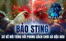 tính năng nổi bật dá gà bảo sting