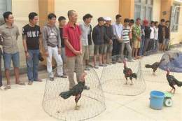 tính năng nổi bật đá gà bị bắt phạt bao nhiêu tiền