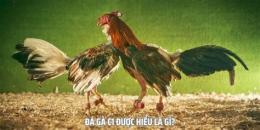 tính năng nổi bật đá gà bình luận viên c1