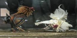 tính năng nổi bật đá gà c3 ngày 30 tháng 1 năm 2024