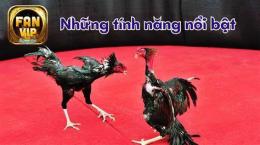 tính năng nổi bật đá gà cam 67a.com