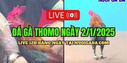 tính năng nổi bật đá gà campuchia c3 hôm nay