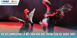 tính năng nổi bật đá gà dagatructiepcampuchia
