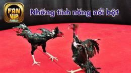 tính năng nổi bật đá gà đẹp