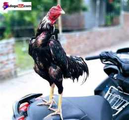 tính năng nổi bật da ga don viet nam