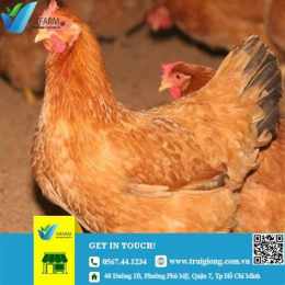 tính năng nổi bật đá gà đồng nai